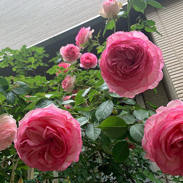noinoi99さんの実例写真