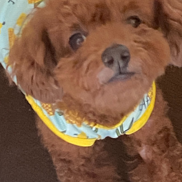 monokoさんの部屋