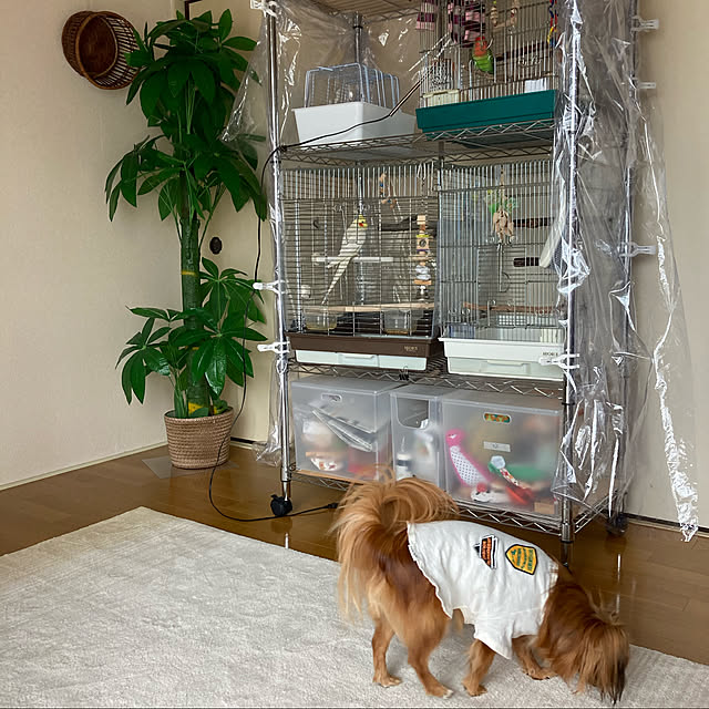toratanさんの実例写真