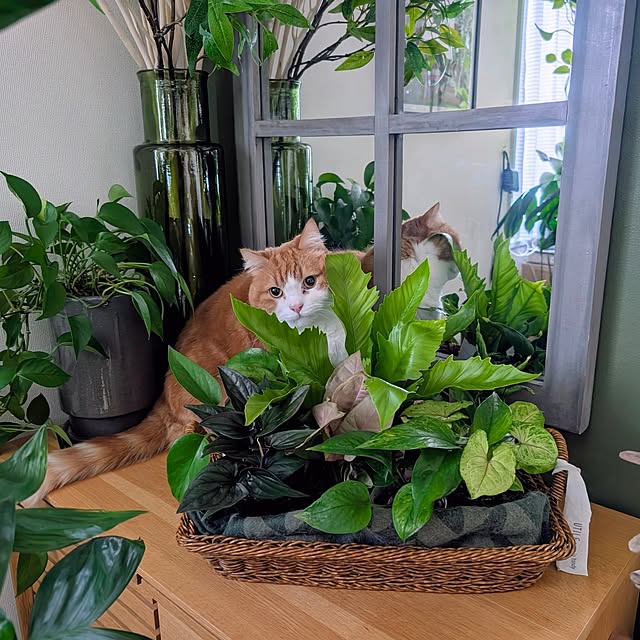 ayamameさんの部屋