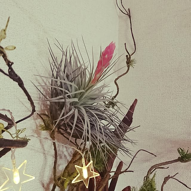popotarojunさんの実例写真
