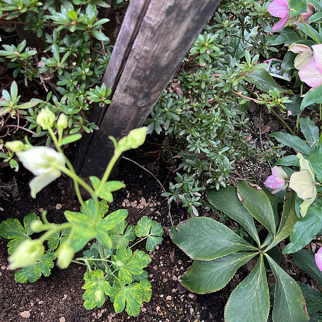 yukarin-gardenさんの部屋