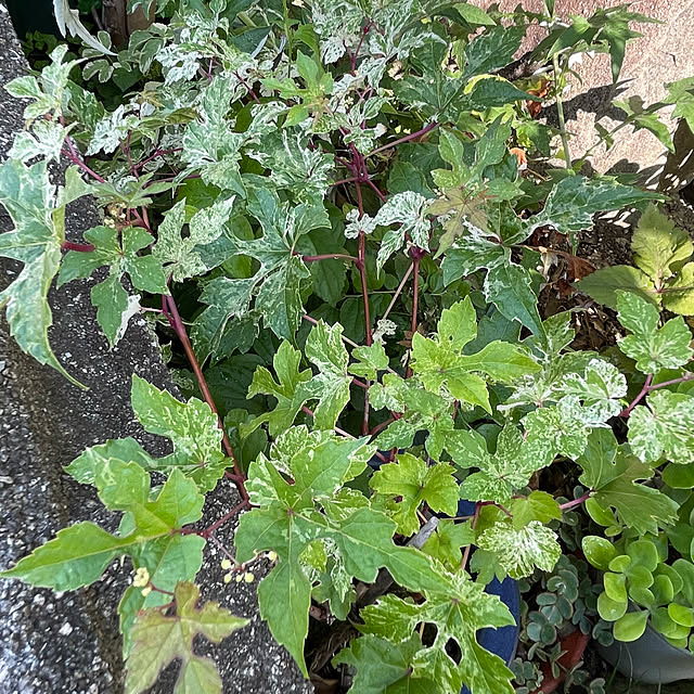 buchiさんの部屋