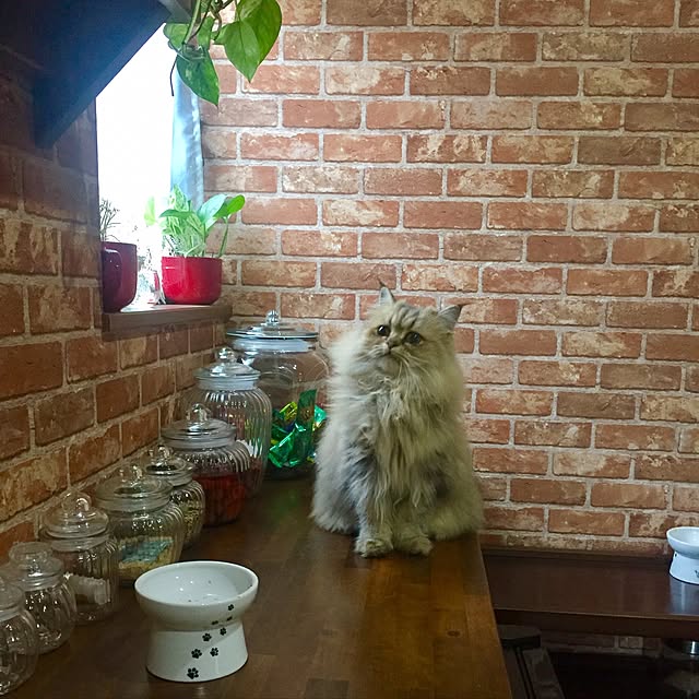 butachanさんの実例写真