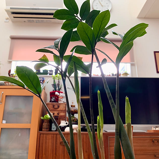 luluさんの部屋
