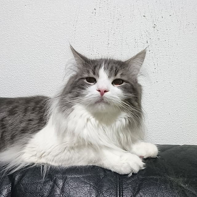 shinobuさんの実例写真