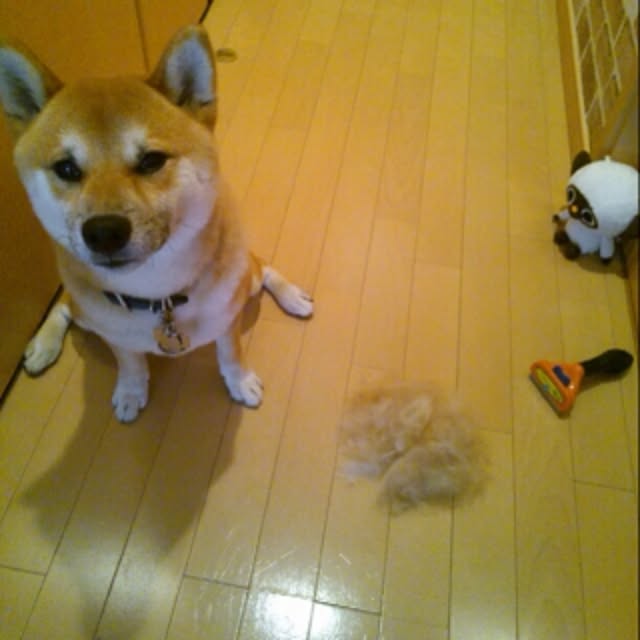 kotaさんの実例写真