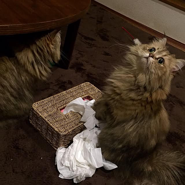 butachanさんの実例写真