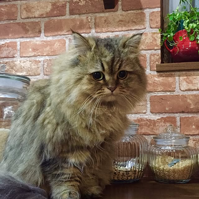 butachanさんの実例写真
