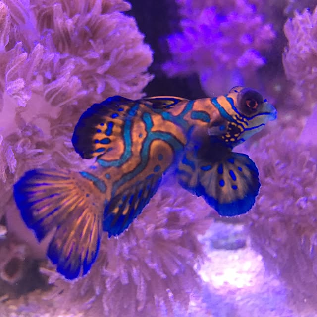 aquarium_seaさんの実例写真