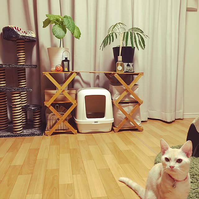hiyupan88さんの実例写真