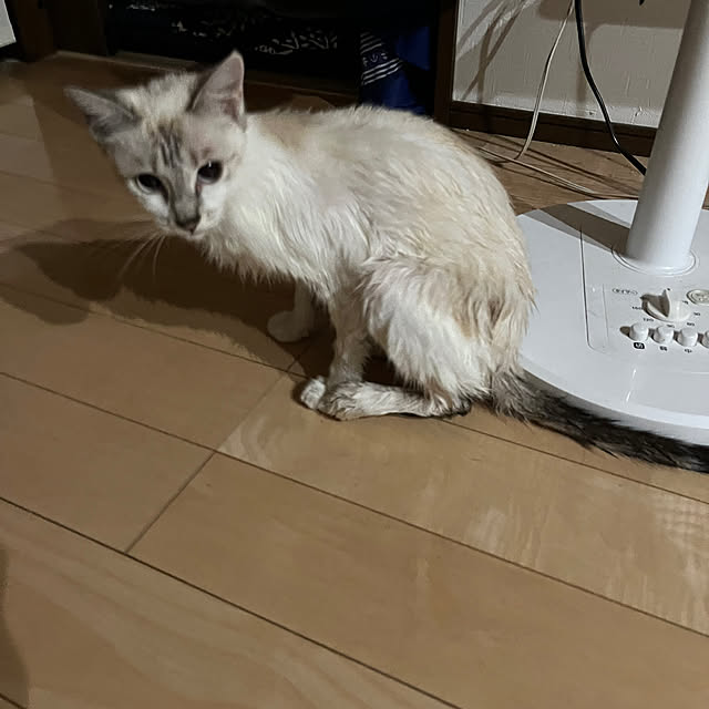 nekoさんの部屋