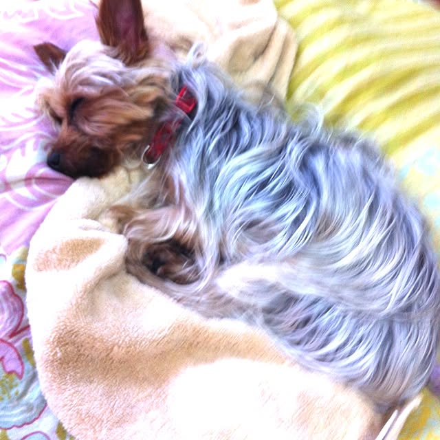リビング/ペットのインテリア実例 - 2013-05-29 12:53:08