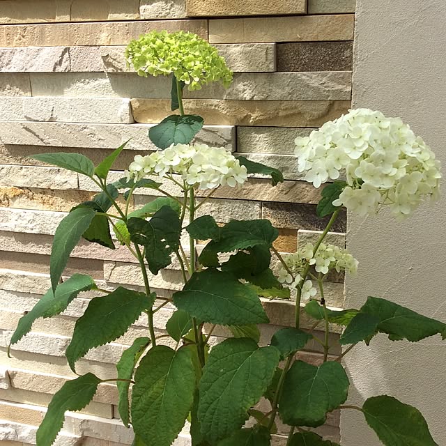 kimihadukiさんの実例写真