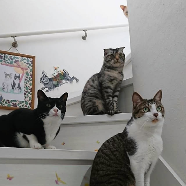 Gomaさんの実例写真