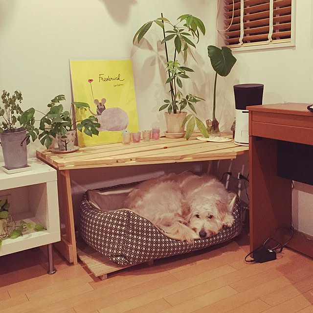 kijikijikoさんの実例写真