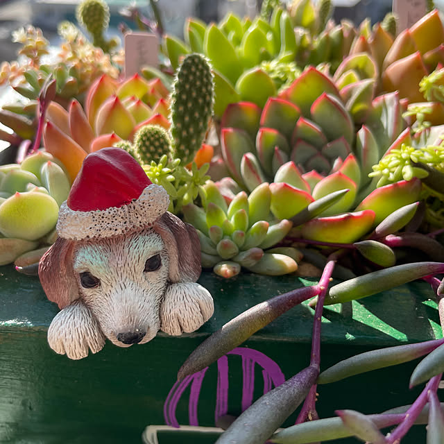 sata9さんの実例写真