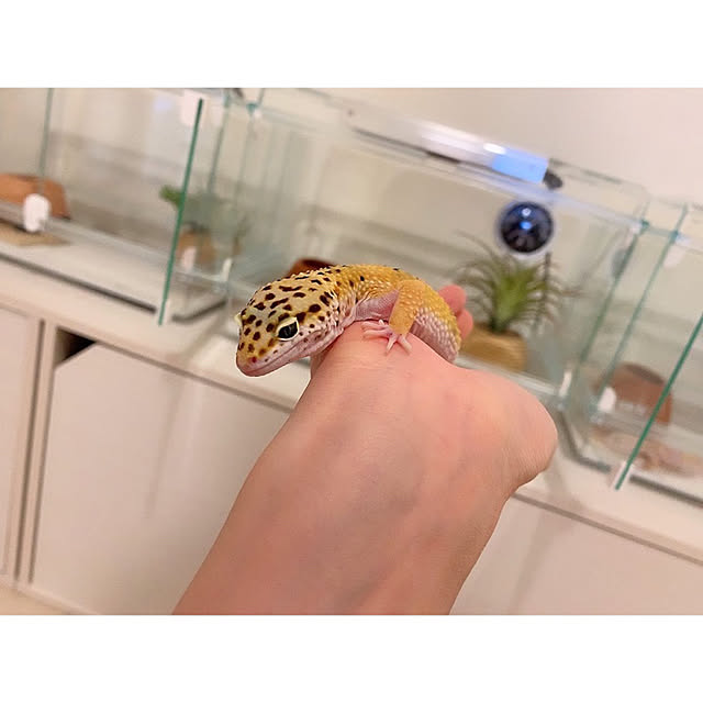chaluさんの実例写真