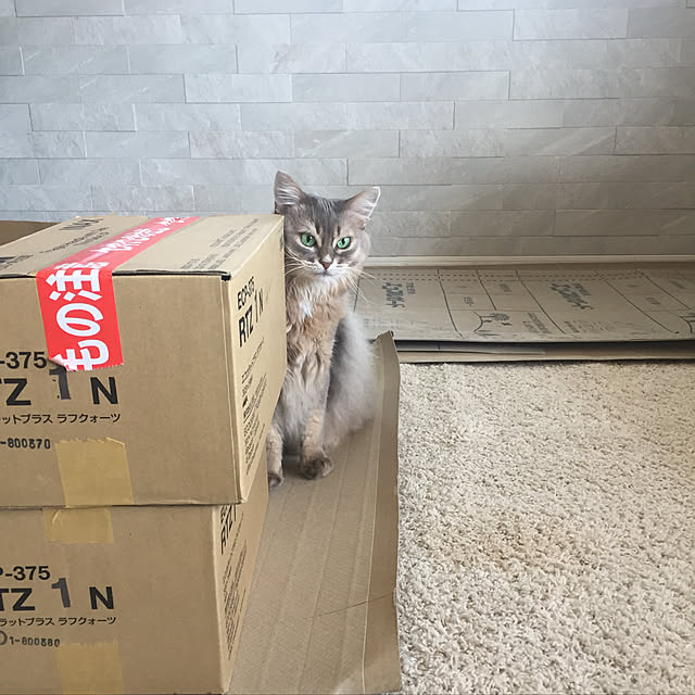 shihoさんの実例写真