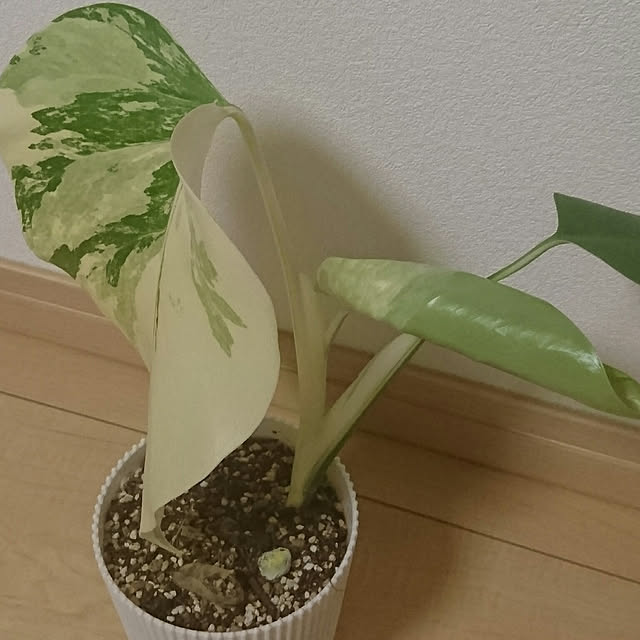 ranai6さんの実例写真