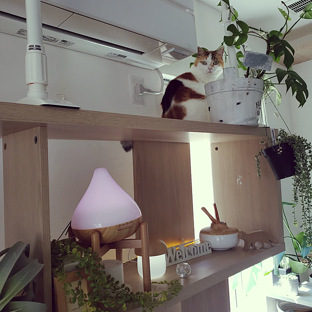 megu.catさんの実例写真