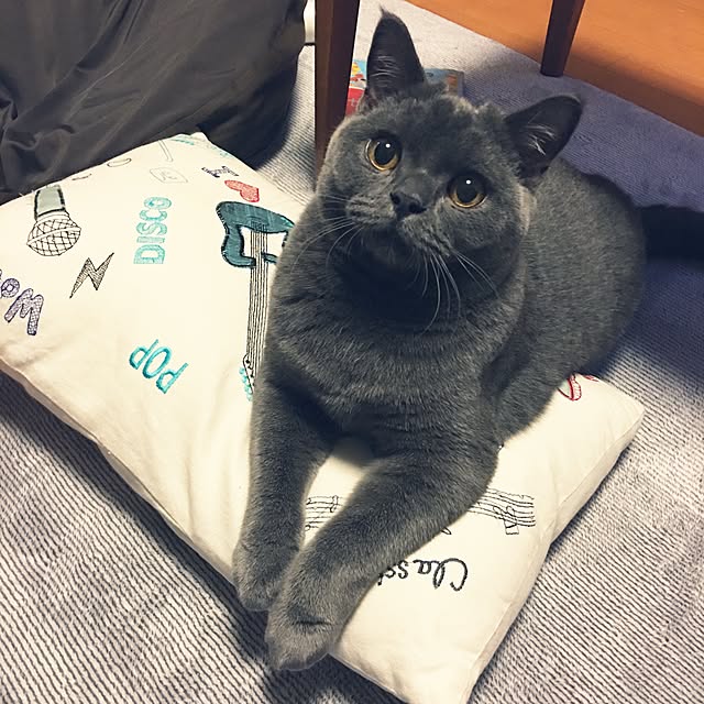 Shojiさんの実例写真