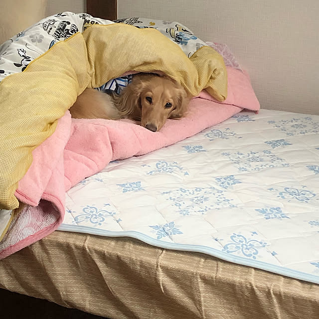 Chachaさんの実例写真