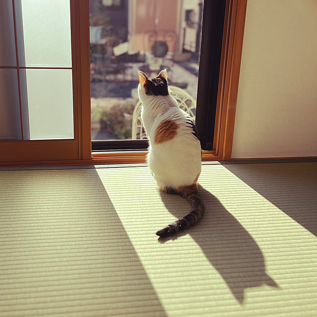 coedodecoさんの実例写真