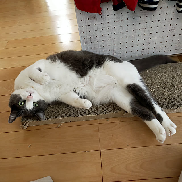 実例写真