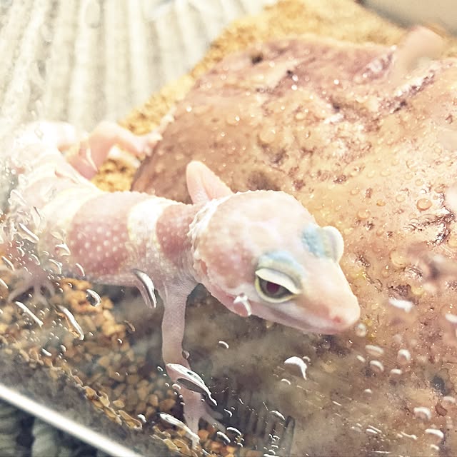 namikoさんの実例写真