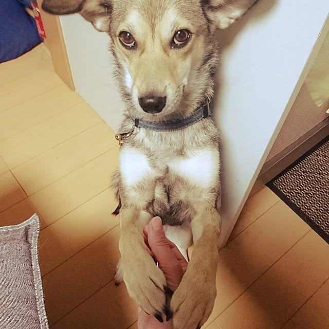 andさんの実例写真