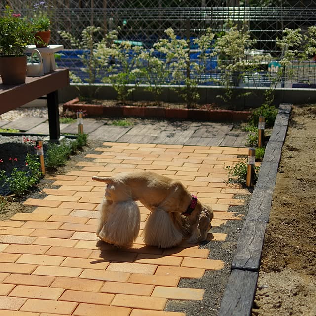 Shooowkoさんの実例写真