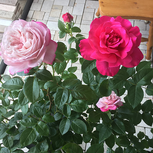 MELOさんの実例写真