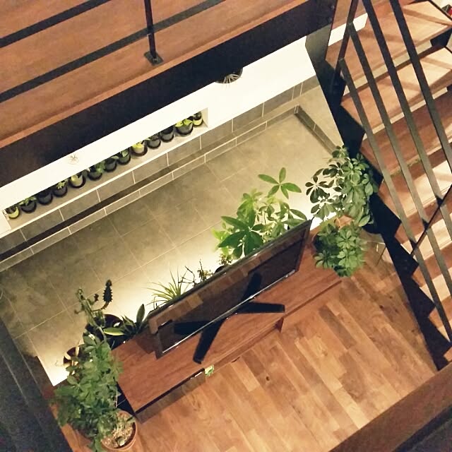 部屋全体/パキラ/インナーテラス/TVまわり/TV台...などのインテリア実例 - 2016-06-24 20:47:54