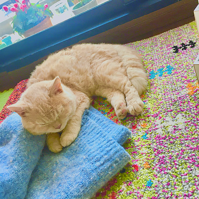 naokoさんの実例写真