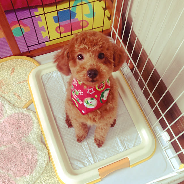 reiさんの実例写真