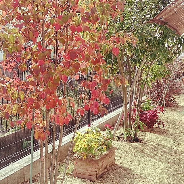 yu-kenさんの実例写真