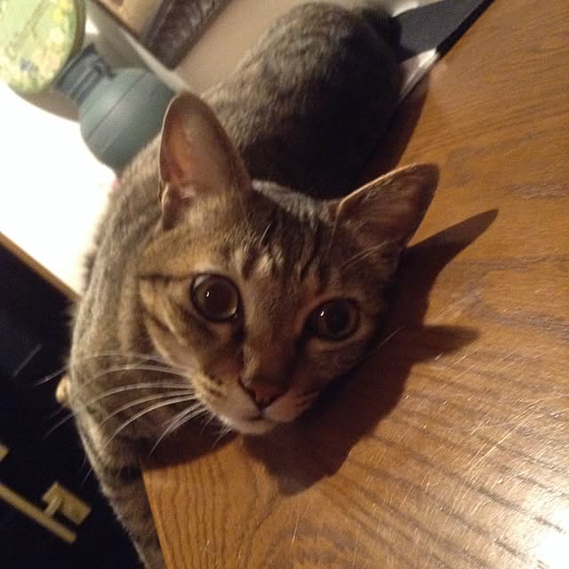 chikaさんの実例写真