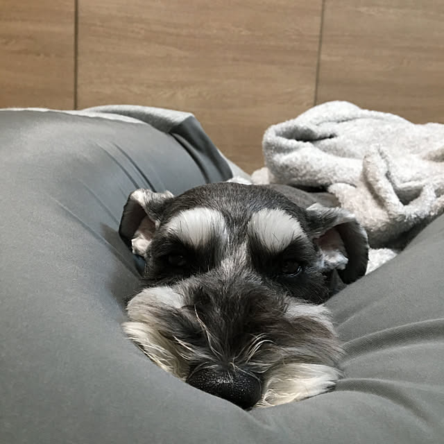 hechimaさんの実例写真