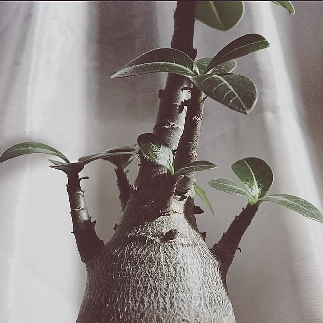 1haru1さんの実例写真
