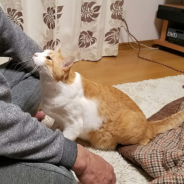 Kinanさんの実例写真