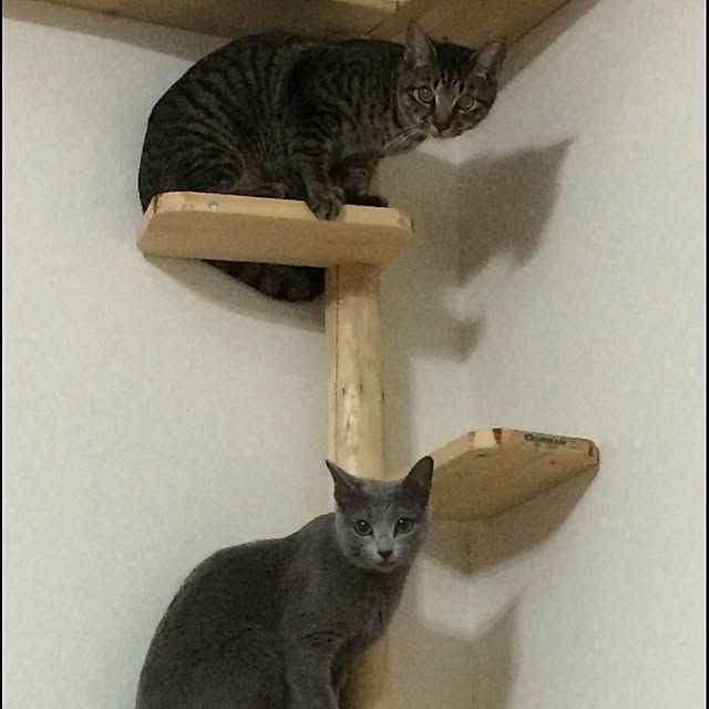 komugiさんの実例写真