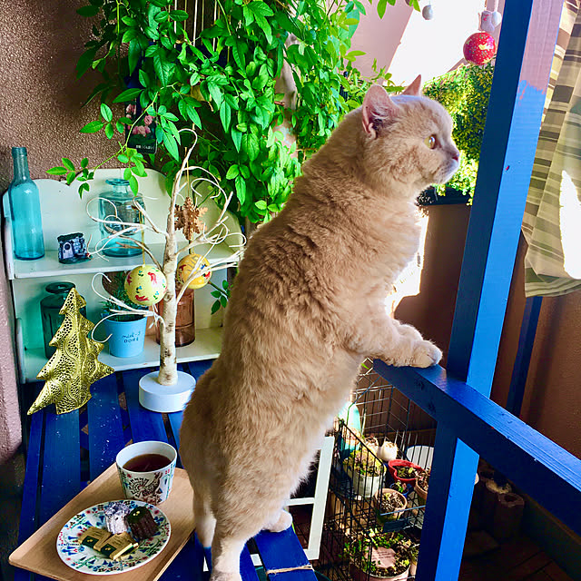 naokoさんの実例写真