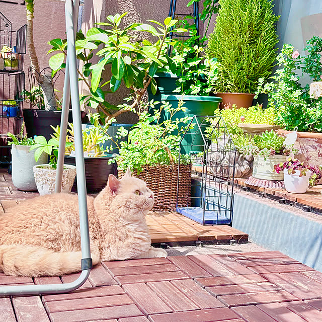naokoさんの部屋