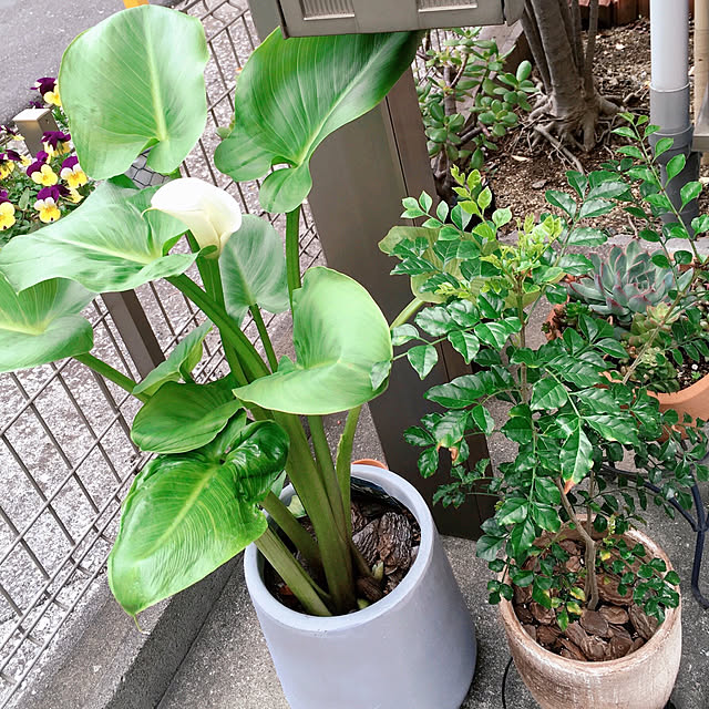 RoCoさんの実例写真