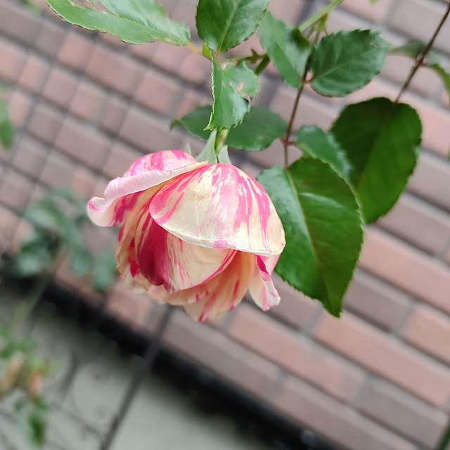 kiraさんの部屋