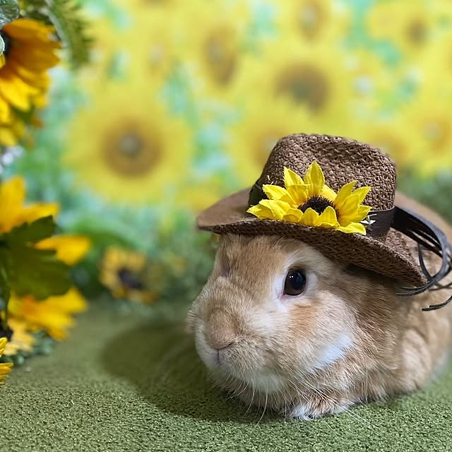 aiさんの実例写真
