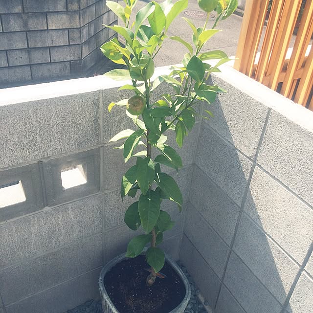 k.mi_zuさんの実例写真