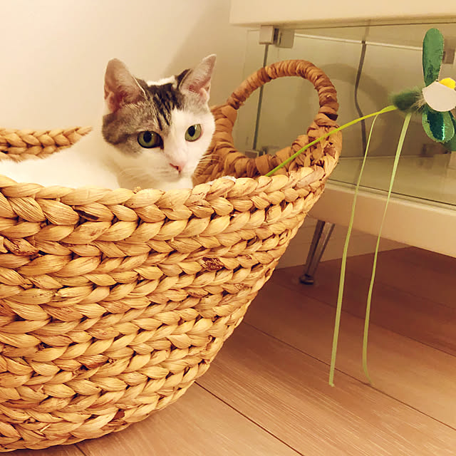 shiroi_noranecoさんの実例写真