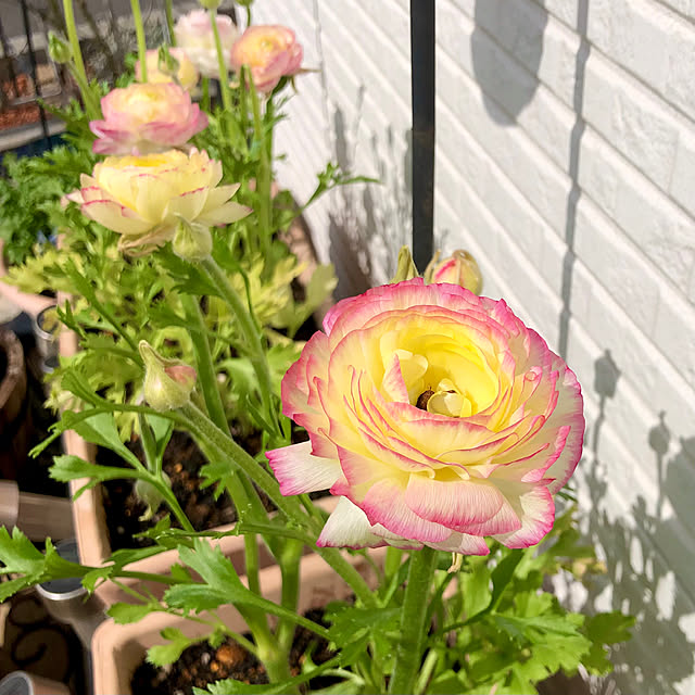 tomoさんの実例写真